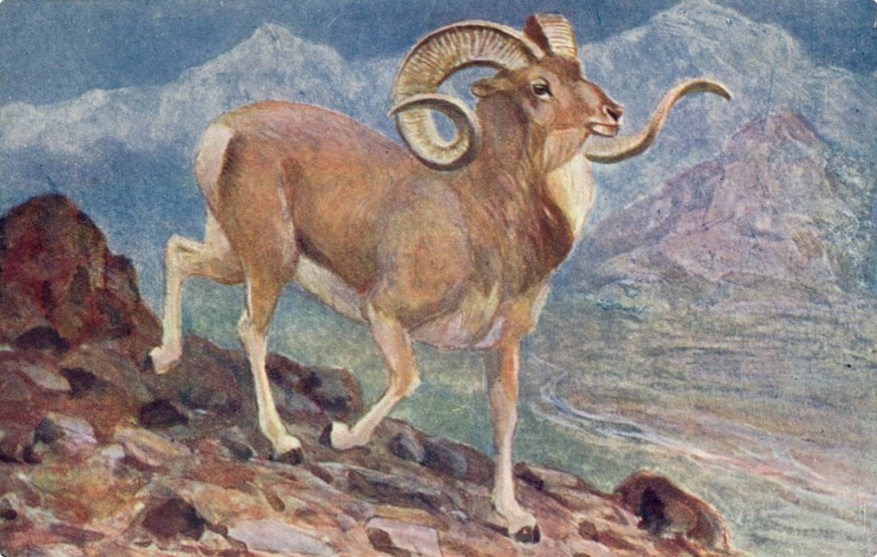 Архар или Качкар. Рисунок В. А. Ватагин, 1935